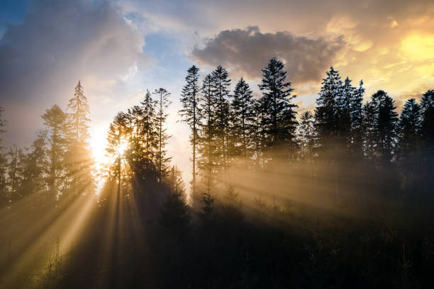 The Alchemy of Light: Designing the Morning Suites